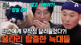 울타리 탈출! 타견에게 입질 공격?! 남다른 늑대의 스트레스 해소법