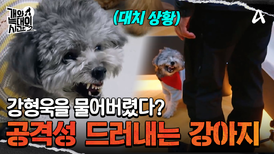 영역에서 밀리자 강하게 저항하는 강아지! 훈련에 성공할 수 있을까?