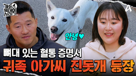 근본 있는 K-토종견, 귀족 진돗개 아가씨 '해나' 등장! 