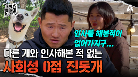 낯선 개랑 인사해본 적이 없다?! 사회성이 떨어지는 토종 진돗개?
