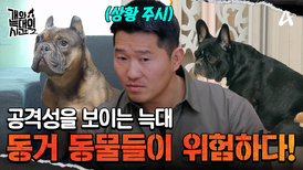 동거 동물들이 위험하다! 예외 없는 공격성을 가진 아메리칸 불리