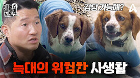 [예고] 모든 것을 파괴한다! 감당할 수 없는 사냥 본능까지?! 희귀 견종 브리타니의 기막힌 사생활 