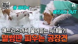 비싼 매트리스까지 물어뜯었다?! 역대급 난이도 '공장견' 육아