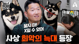 [예고] 보이는 모든 것을 뜯어버린다? 개늑시 사상 최악의 늑대 그리고 보호자의 눈물