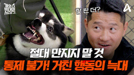 [예고] ＂물어봐! 내가 지치나＂ 콧잔등이 씰룩 거릴 때 절대 만지지 말 것! 강형욱도 쉽지 않은 늑대
