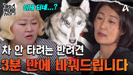 ＂이제 차에서 안 내리는 개(?)＂ 3분 만에 끝내는 차 타기 훈련