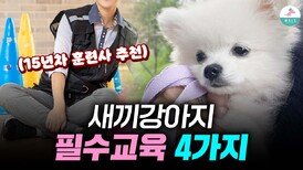 이 4가지만 해도 문제행동 예방 됩니다ㅣ새끼강아지 교육법ㅣ사회성 훈련