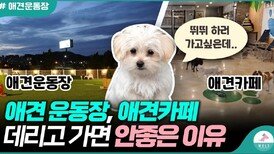 애견운동장, 애견카페를 가기전에 꼭 봐야할 영상