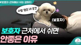 강아지와 보호자도 집안에서 거리두기를 해야 합니다