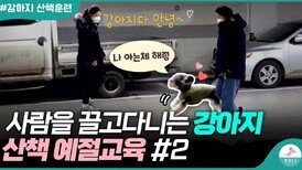 산책할 때 흥분하는 강아지 여기서부터 연습 해주세요