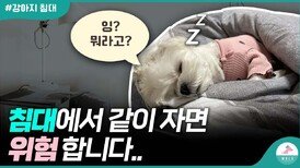 강아지와 침대에서 같이 자면 안 좋은 3가지 이유