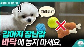 강아지 장난감 많이 사주는게 좋은걸까?ㅣ함부로 주지 마세요.