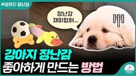 장난감에 관심이 없는 강아지 어떻게 해야하나요?