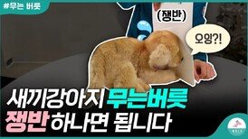 새끼강아지 무는버릇 고치기ㅣ밀쳤는데도 되지 않는다면 이 영상을 보세요