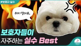 강아지한테 이런 행동은 하지 말아주세요..
