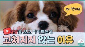 하라는 데로 했는데 왜 우리 강아지는 안될까요ㅜㅜ