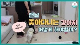 집에서 졸졸 쫓아다니는 강아지ㅣ 누구나 할수있는 교육방법 [3편]