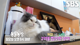 [4월 26일 예고] 커피 VS 나리, 두 야옹이의 치열한 구역 결투!