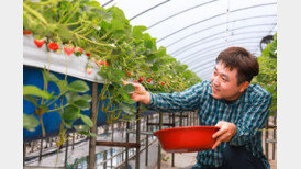  산청딸기 세계로 뻗어나간다 … 동남아 이어 미주 괌 수출 성사