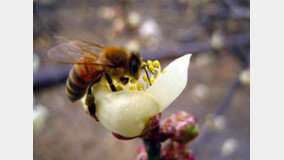 양봉 농가 덮친 ‘꿀벌 에이즈’
