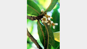 항암, 강력 진통 효과…대약왕수(大藥王樹), 비파나무