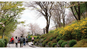 봄꽃 흐드러진 낙산에서 만나는 서울의 미소