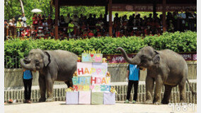 스리랑카 아기 코끼리들의 여덟 살 생일잔치와 아름다운 인연