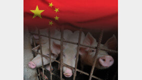 돼지열병이 가져올 중국 세 번째 블랙홀