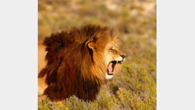 ‘사자 무리’ 왕위 권불십개월… 암사자만 왕국 역사에 남는다