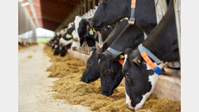수입 유제품에 속수무책 한국 낙농업, ‘우유 식량안보’ 경각심 가질 때 