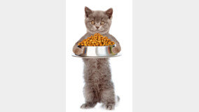 사람도 고양이도 마찬가지 비만일 땐 다이어트 필수!