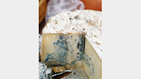 로컬 치즈의 가능성을 보여준 ‘치즈플로’