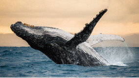 ‘우영우’가 사랑하는 고래, 지구온난화 해결사 