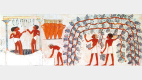 파피루스에 와인 제조법 남긴 고대 이집트 