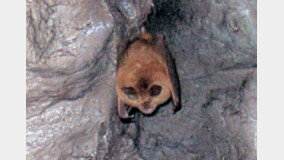 ‘황금박쥐’ 동해 천곡동굴서 8년만에 발견