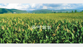 광동제약, 中투먼 ‘옥수수 수염차’ 농장 가보니…