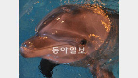 서울대공원 돌고래 ‘제돌이’ 제주바다 방사하면 살아남을까