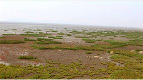 갯벌 생태계 교란 ‘외래 잡초’ 강화도 해안 상륙 비상