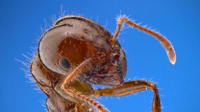 부산 떨게한 붉은불개미… 곤충 세계선 전투력 ‘하수’