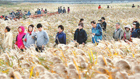 [지금 내 고향에선]그윽하고 아련하게… 강진 3대 축제 개막, 가을에 취하다