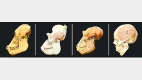 혹독한 환경서 살아남기 위해… 인간은 ‘큰 뇌’를 갖게 됐다