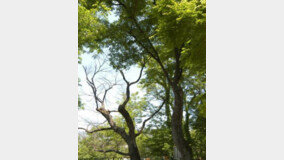 [휴지통]공원서 467kg 나뭇가지 날벼락… 법원 “국가 1700만원 배상해야”