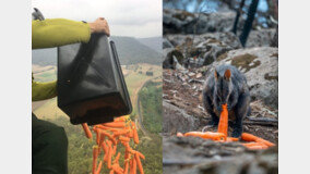 ‘산불 사태’ 호주에 내린 2200kg ‘당근 비’…무슨 일?