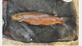 소양강에 사는 브라운송어, 생태계교란 생물로 지정