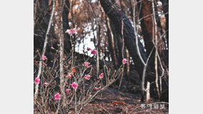 주력 진화 헬기 초대형으로 바꾸고 ‘산불에 강한 산림’ 조성한다