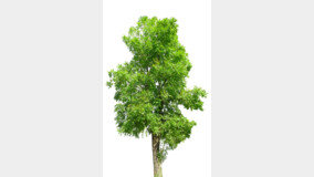 “기후재난 막는 나무 심기, 1억 명 동참 이끄는 게 목표”