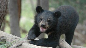 기지개 켠 지리산 반달가슴곰…“정해진 탐방로만 이용해야”