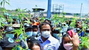 태국 유흥가마다 대마 냄새… 한국 관광객들에 ‘위험한 유혹’[글로벌 포커스]