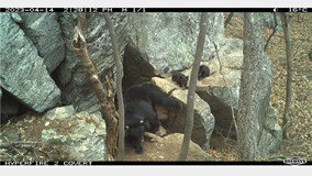 기지개 켠 지리산 반달가슴곰…“정해진 탐방로만 이용해야”