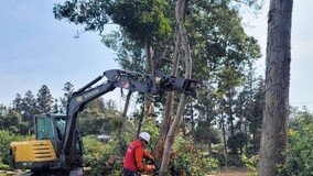 제주 삼나무 대대적 벌채작업… 환경성 질환 예방과 종다양성 회복 기대